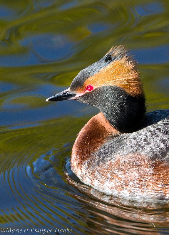 Grebe esclavon 6496_wm.jpg - Grèbe esclavon, Podiceps auritus, Horned Grebe (Suède, mai 2011)